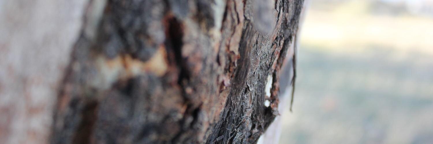 RebecaMonroe's profile banner image