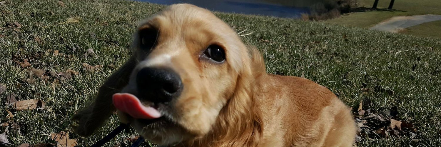 SNIFFERS_Dogs's profile banner image