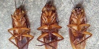 Mr. Cockroach banner
