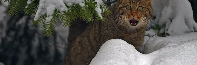 буркина фасо banner
