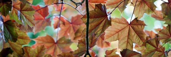 Rael571 Profile Banner