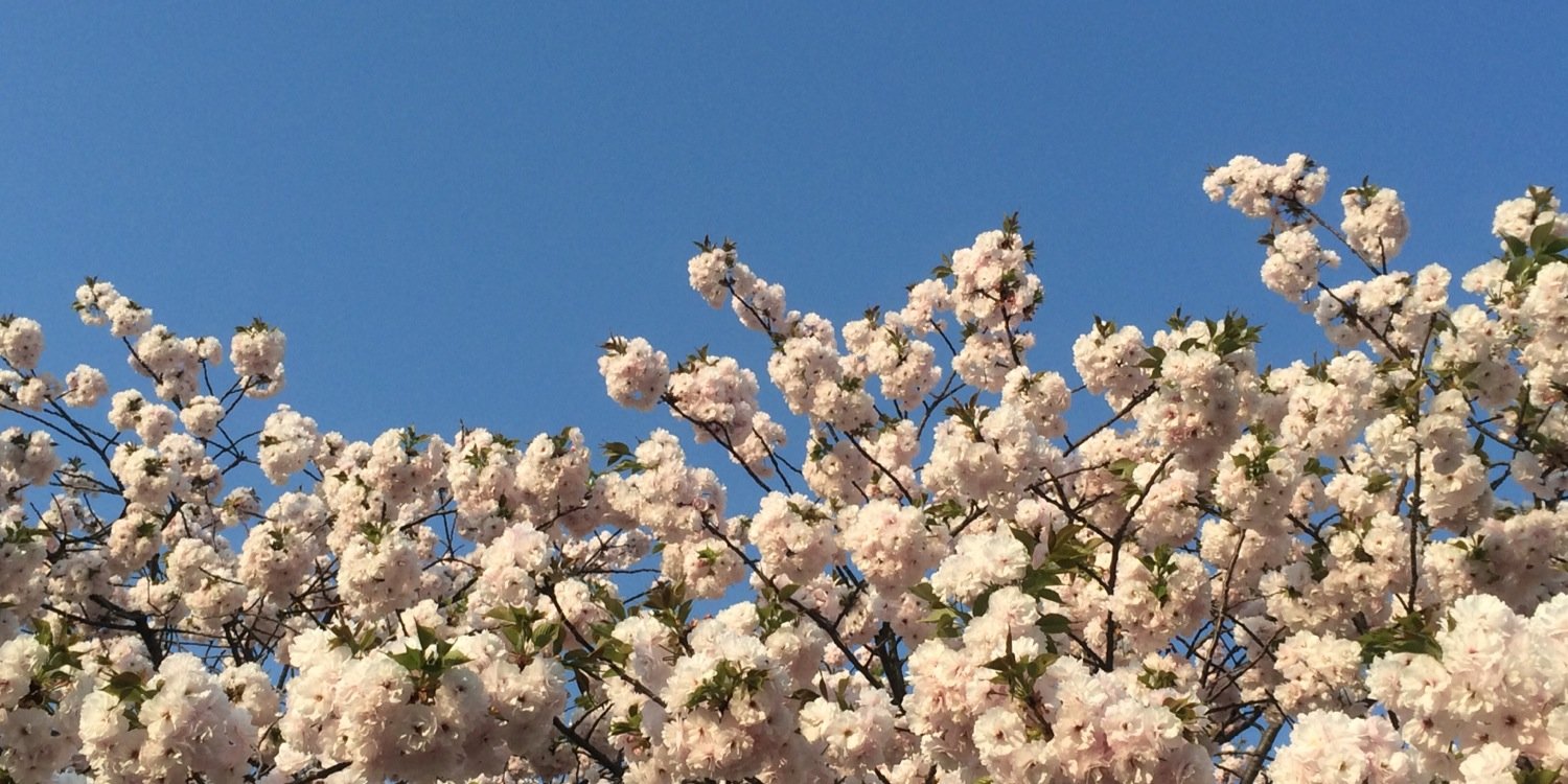 soopuyo's profile banner image
