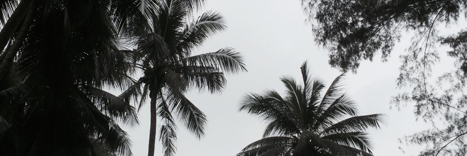 snfjxx_'s profile banner image