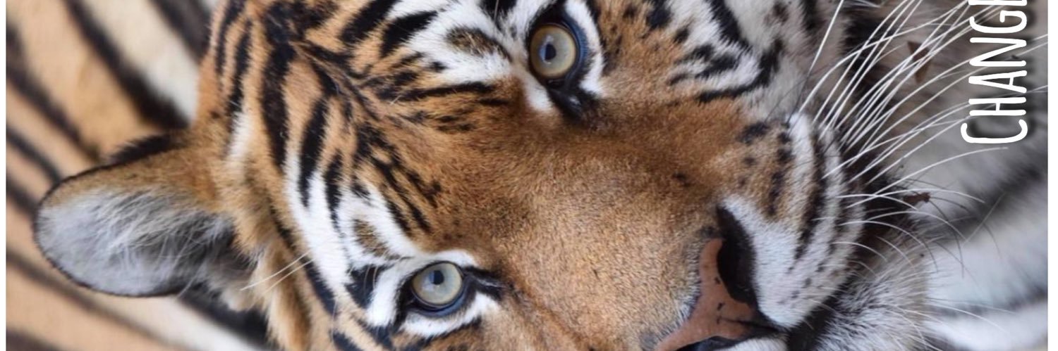 tabbycatnaps's profile banner image