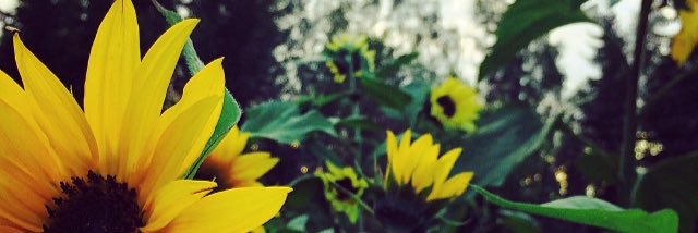 sunnysspring's profile banner image