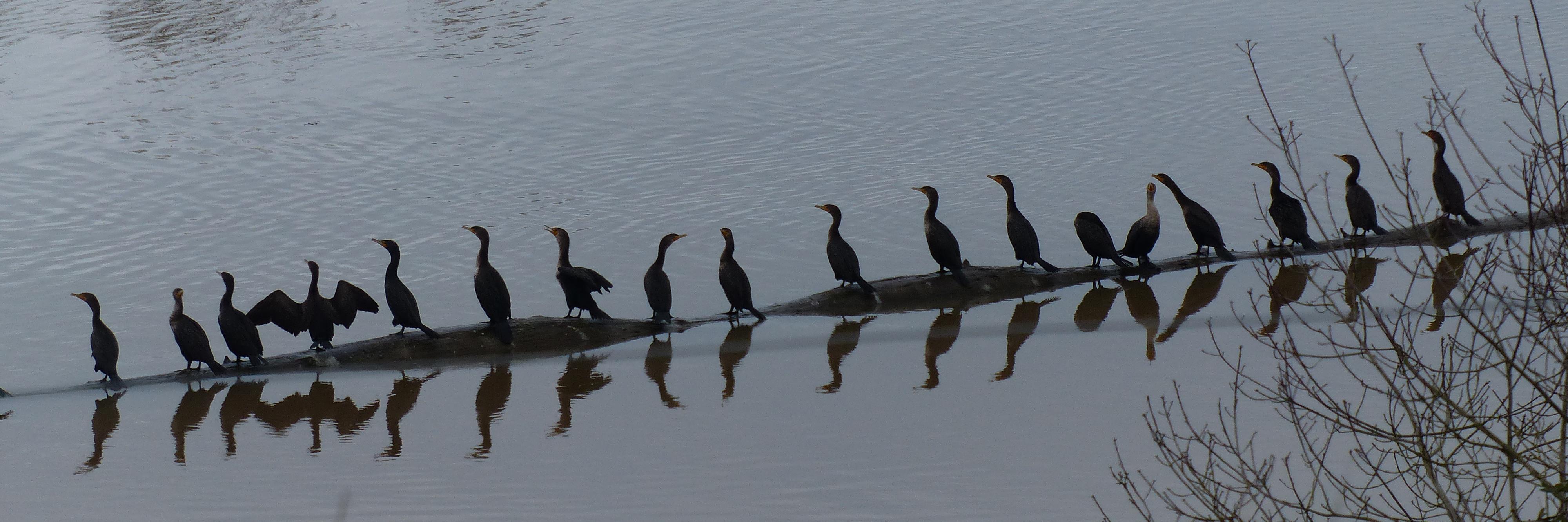 cormorancy banner