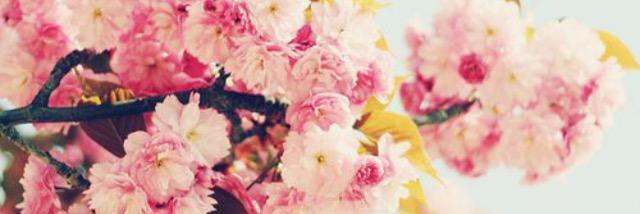 eimear_wall's profile banner image