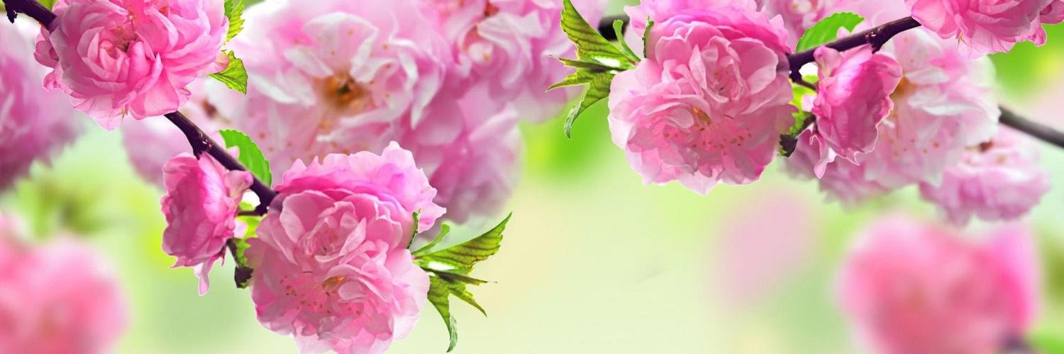 Aafiya01's profile banner image
