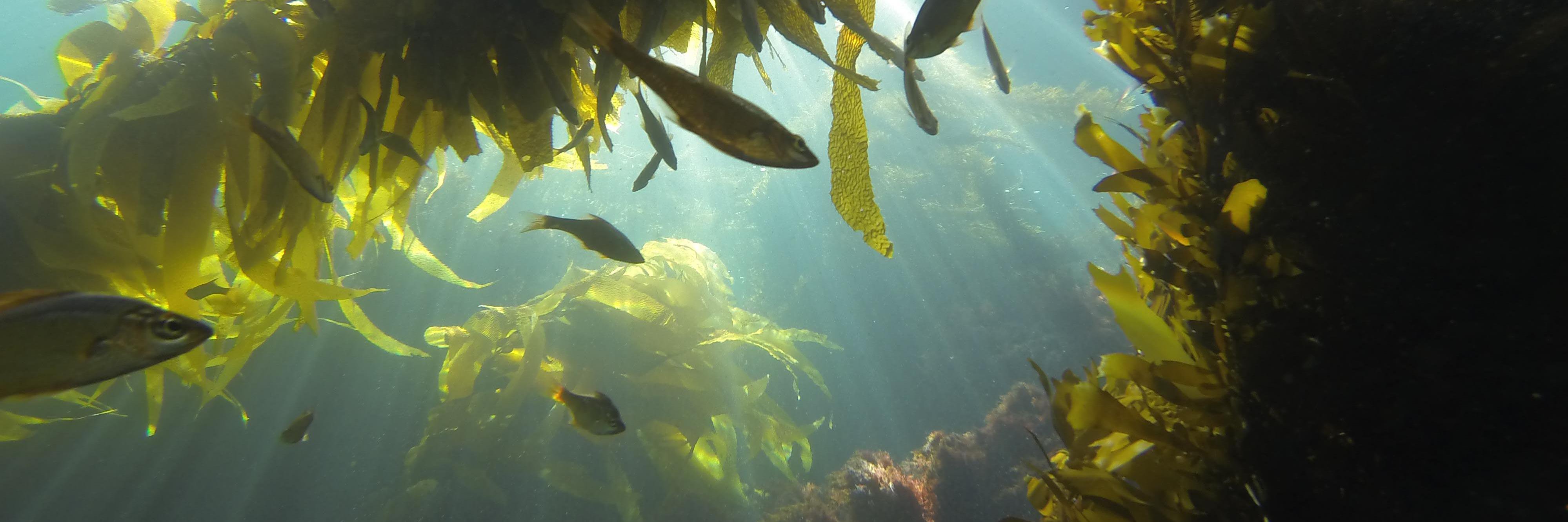 SeaLife_Cali's profile banner image