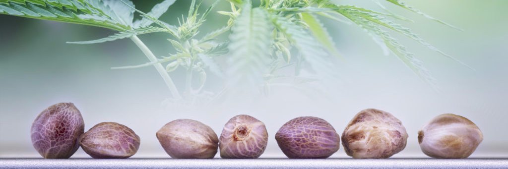CanConserve's profile banner image