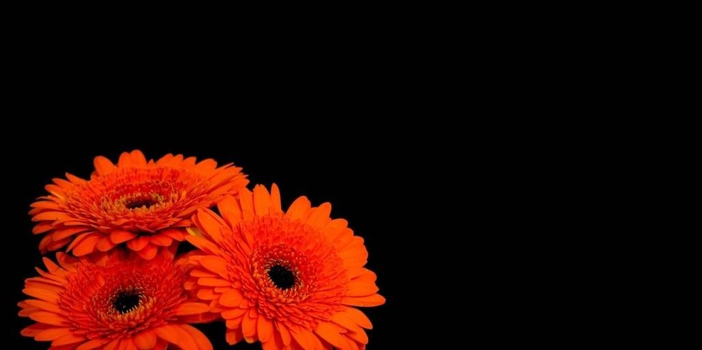 beceiba's profile banner image