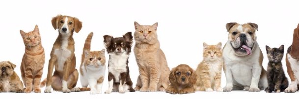 BeNiceToAnimals's profile banner image