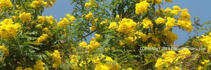 Desert_Trees's profile banner image