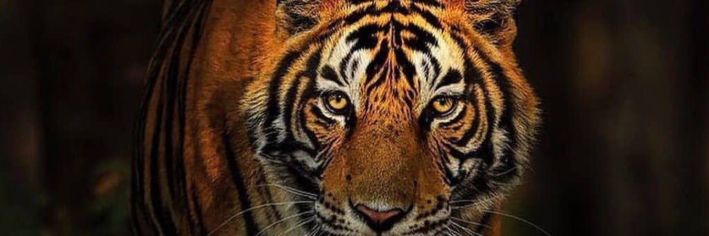 AmitSrtpl's profile banner image