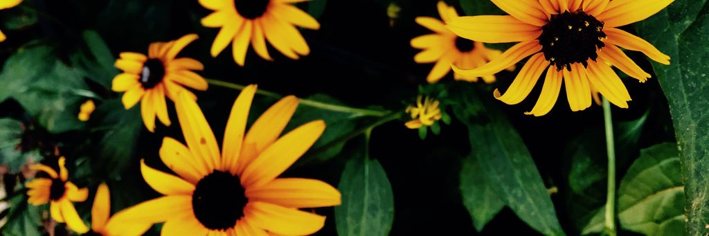 Shellbell2k15's profile banner image