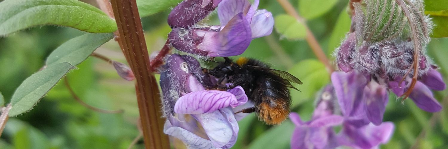 Linzi Jay Thompson banner