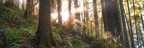 @tamaramedeiros banner