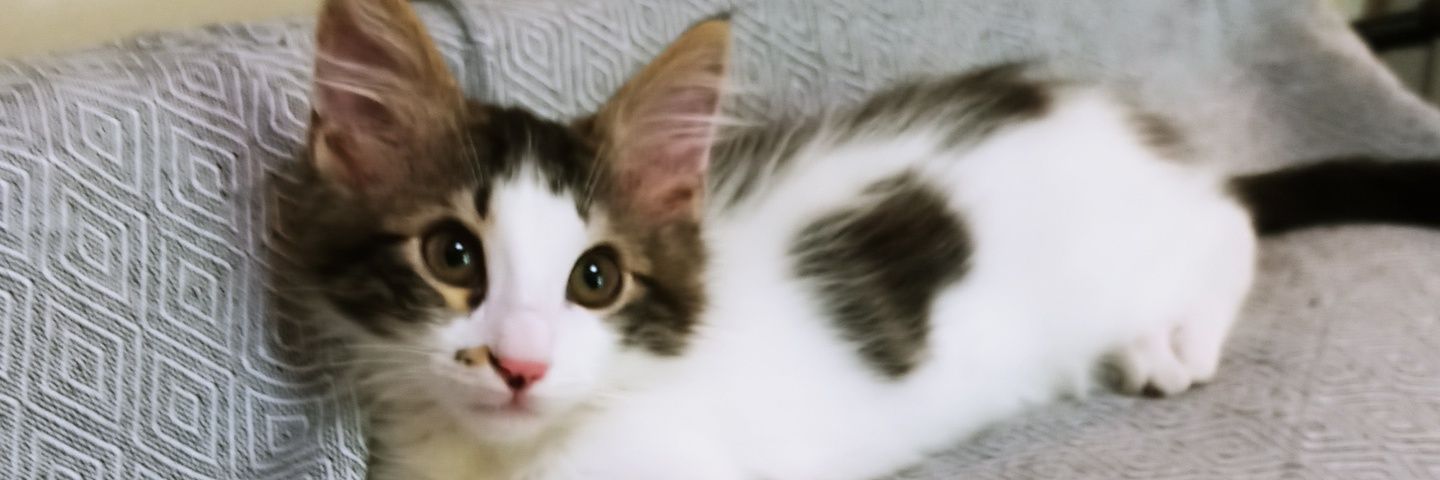 a_foun's profile banner image
