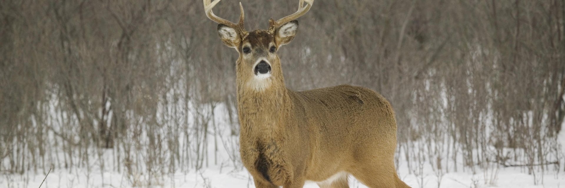 HuntingComedy's profile banner image