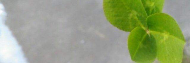 pipoparoco's profile banner image