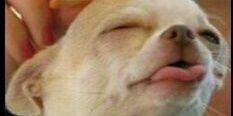 Niki banner