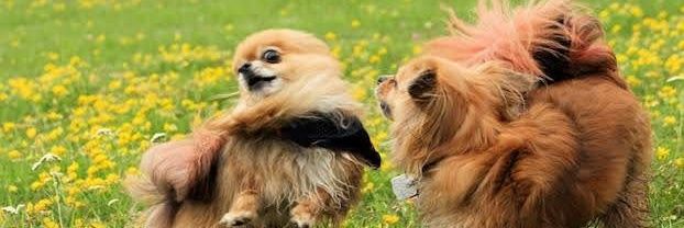 Grandmasterdiva banner