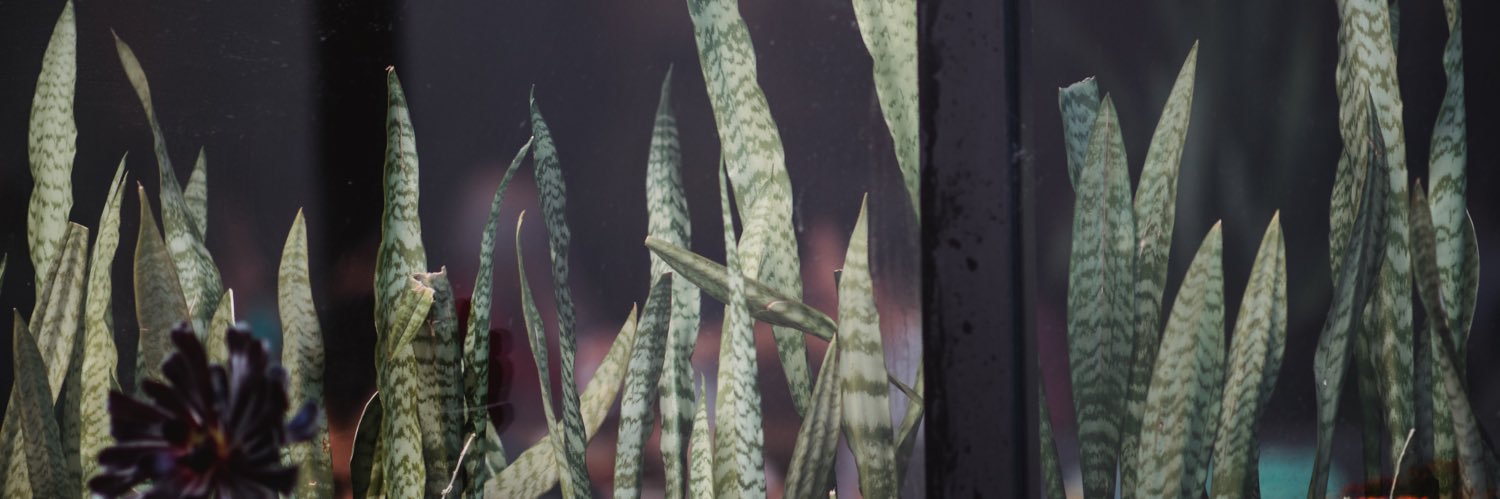 dafidakk01's profile banner image