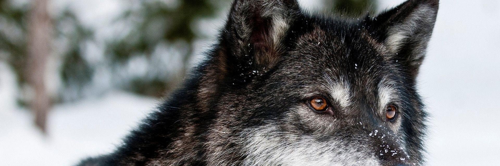 thekingseltzer's profile banner image