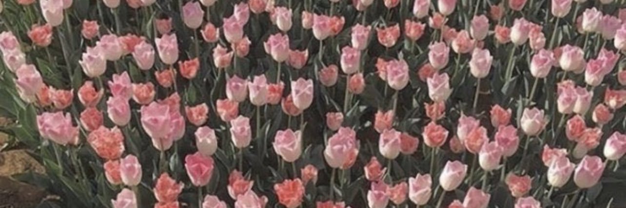 oxoxmonica's profile banner image
