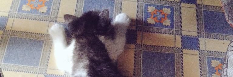 cattitude1920's profile banner image
