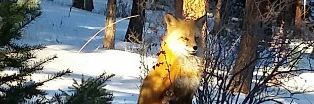 RetiredTerrie's profile banner image