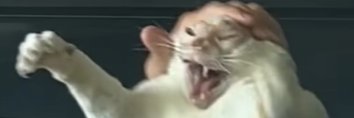 catnomaly's profile banner image