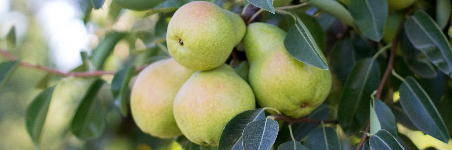 California Pears banner