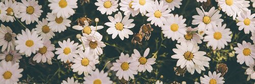 CamiCGQ's profile banner image