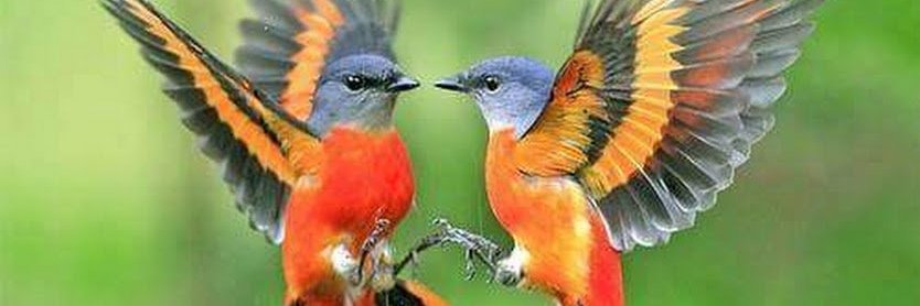 Marilyn Madrigal banner