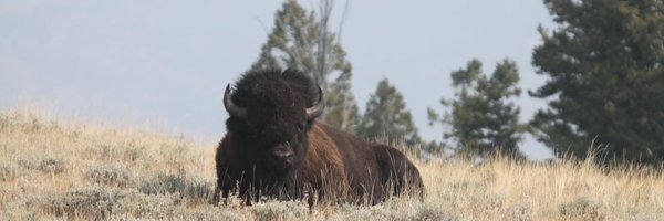 bluearek Profile Banner