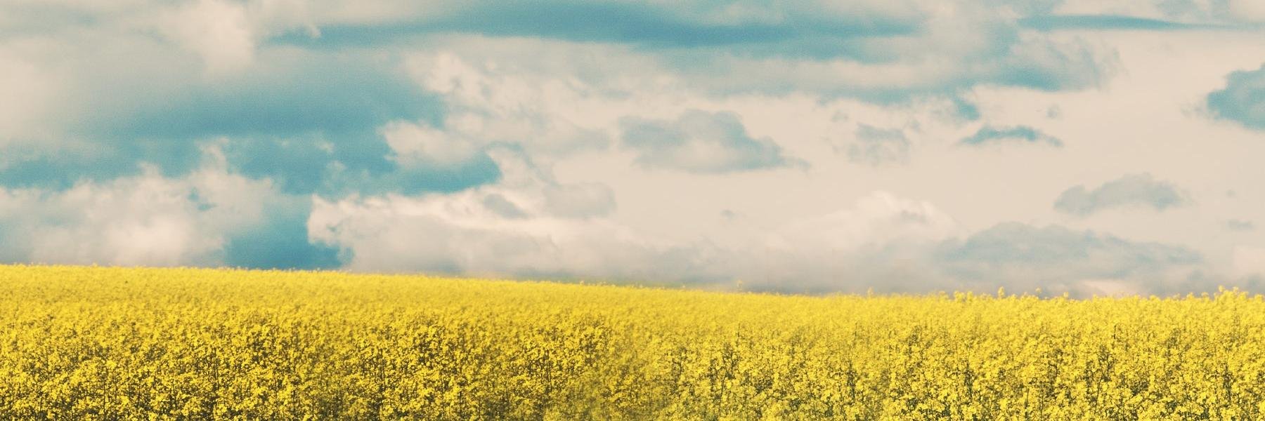 lmurphyllc's profile banner image