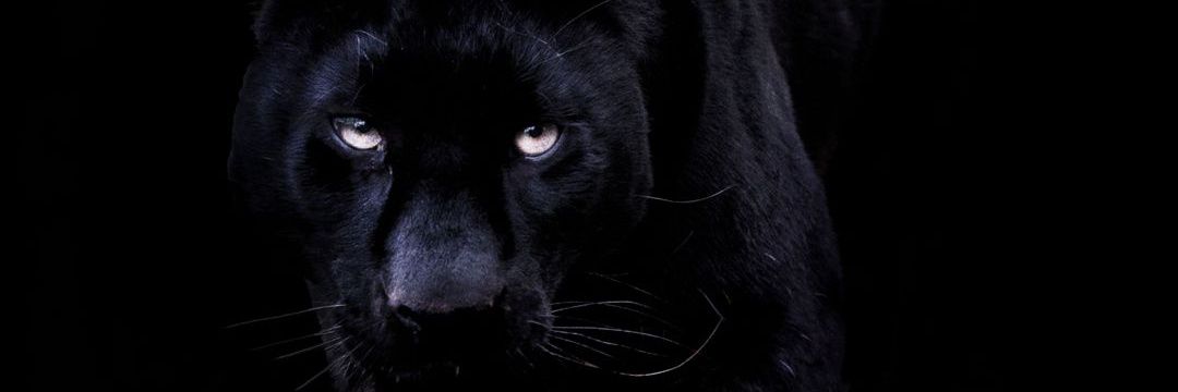 Ismael Fernando banner