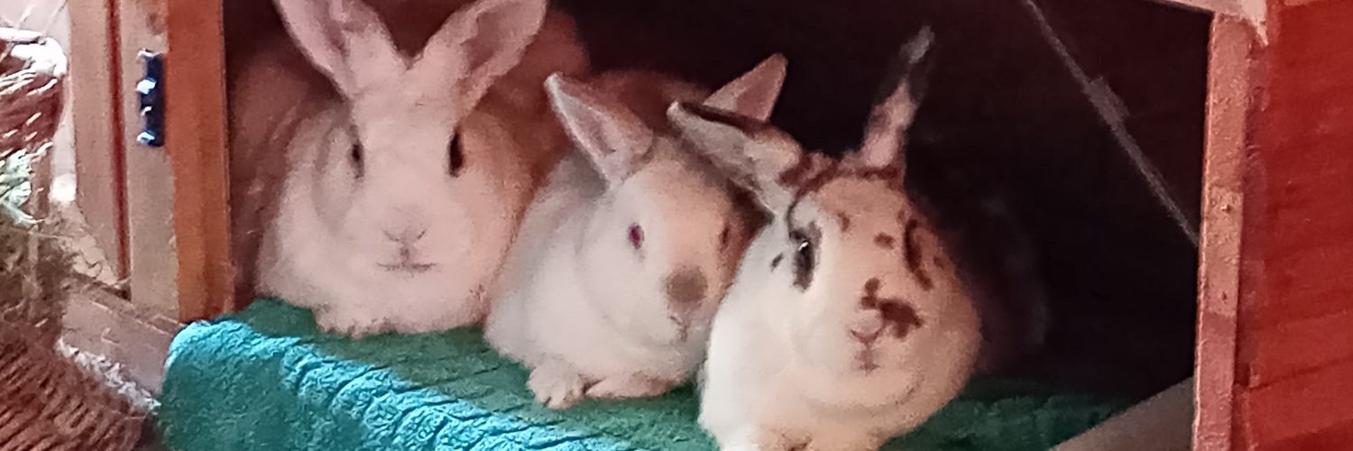 nikkiwabit's profile banner image