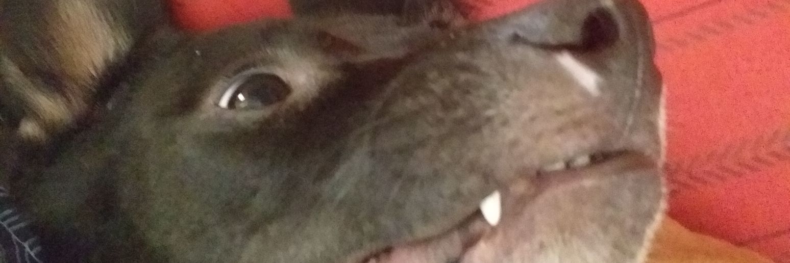 Klosterxx's profile banner image