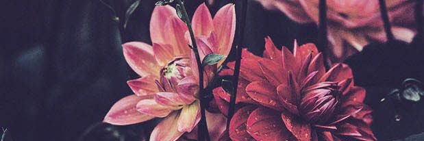 totallykelsi's profile banner image