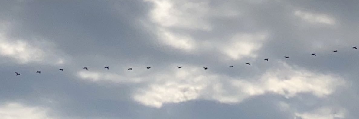 حسين بن طلال banner