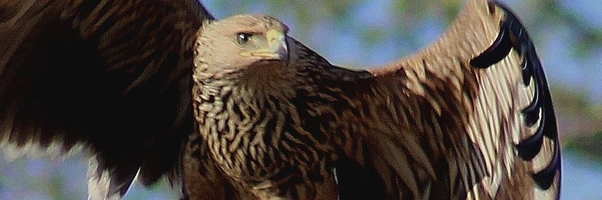 ammbarami's profile banner image