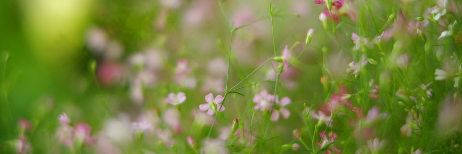 nan_vanichtra's profile banner image