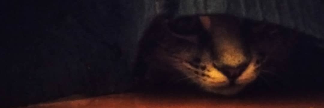 wilfullyobtuse's profile banner image