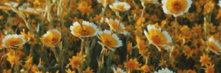 nddvii's profile banner image