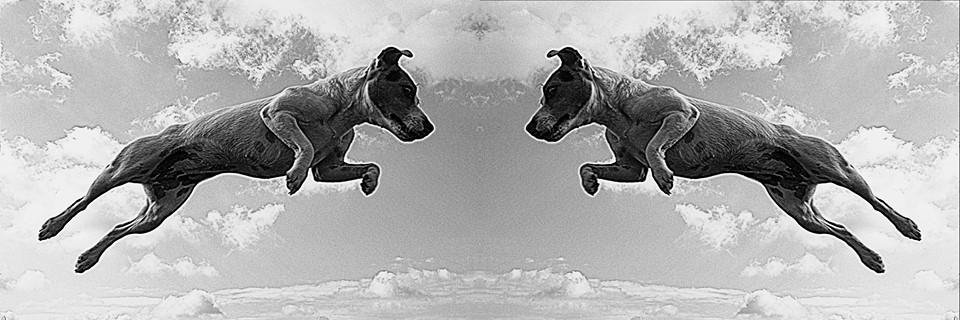 jackrussellfans's profile banner image