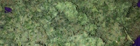 PCGrowers's profile banner image