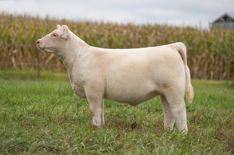 roebercattle's profile banner image
