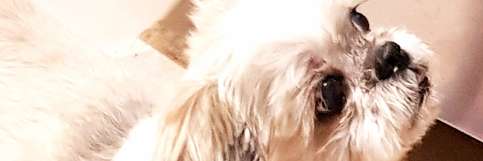 CarlaAgro75's profile banner image